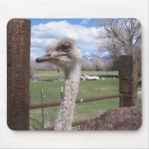 Ostrich Head Mouse Pads