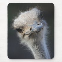 Ostrich Head