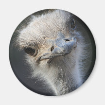 Ostrich Head Refrigerator Magnets