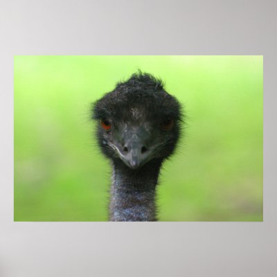 ostrich large poster by engagedesign