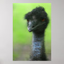 ostrich large poster posters