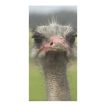 Ostrich Photo card