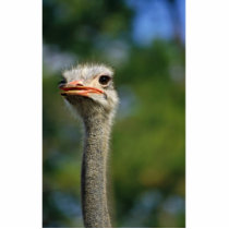 Ostrich Photo Sculptures