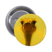 Ostrich Pinback Buttons