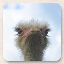 Ostrich Portrait Drink Coaster