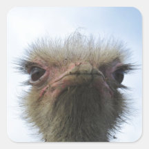 Ostrich Portrait Stickers