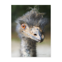 Ostrich Post Card