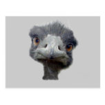 Ostrich Postcard