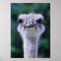 Ostrich posters