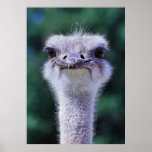 Ostrich posters