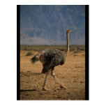 Ostrich Profile Postcards