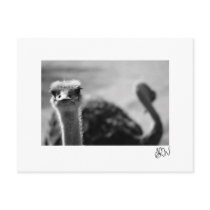 Ostrich Questionings Post Card