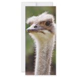 Ostrich! Rack Card Design