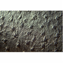 Ostrich Skin Leather Cut Out