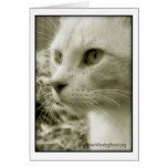 Otis Card