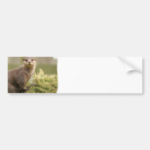 Otter Bumper Sticker
