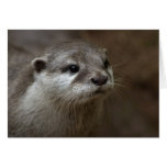 Otter Greeting Cards