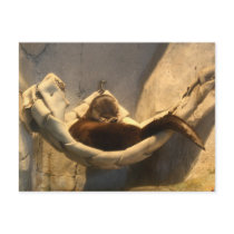 Otter In Hammock Post Card