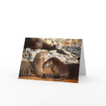 Otter Love