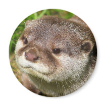 Otter Portrait Magnets