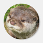Otter Portrait Magnets