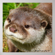 Otter Portrait Posters