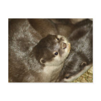 Otter