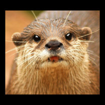 Otter Poster posters