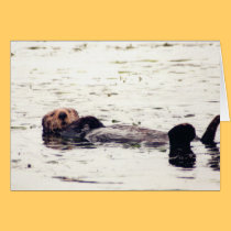 Otter Raft cards