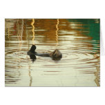 Otter sunbathing near Moss Landing cards