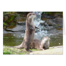 Otters enjoying the sun cards
