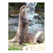 Otters enjoying the sun post cards