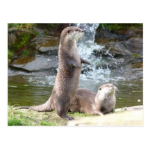 Otters enjoying the sun postcards