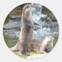 Otters enjoying the sun sticker