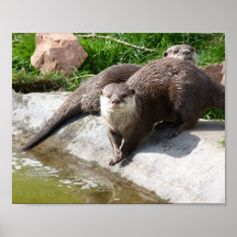 Otters Print