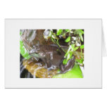 our bullfrog photo cards