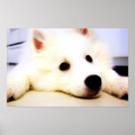 Our Dog Wiess I Photographed! posters