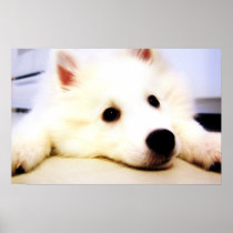 Our Dog Wiess I Photographed! Poster