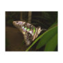 Out of the dark - Butterfly sitting on leaf