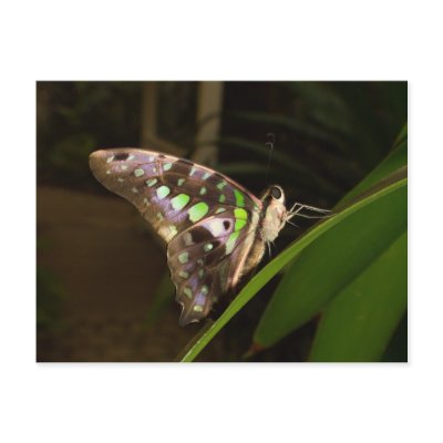 Out of the dark - Butterfly sitting on leaf Post Card by Rainmountain