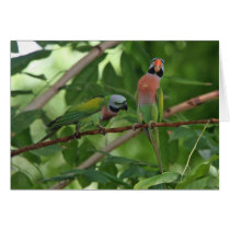 Out on a Limb Card