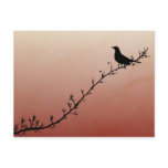 Out on a Limb Post Card postcards