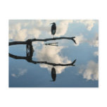 Out on a limb postcards