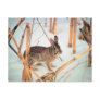 Outdoor Rabbit Postcards