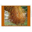 Overflowing Amber Date Palm cards