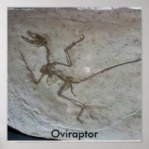 Oviraptor Print