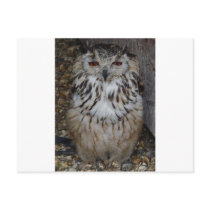 owl1 postcard