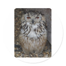 owl1 round sticker