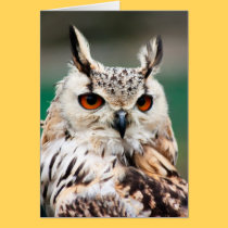 Owl 1 cards