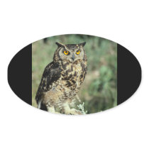 Owl (9) oval sticker